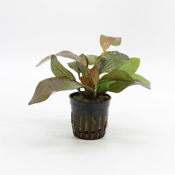 Echinodorus Ozelot Rood