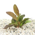 Echinodorus Ozelot Rood