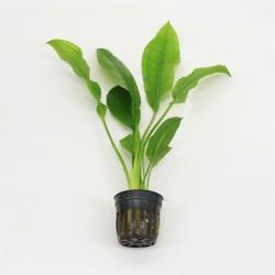 Echinodorus Paniculatus Amazone