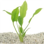 Echinodorus Paniculatus Amazone