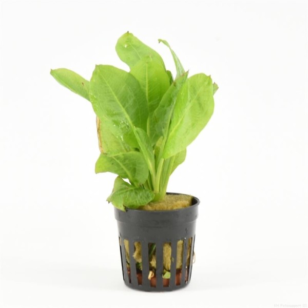 Echinodorus Parviflorus