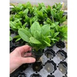 Echinodorus Parviflorus