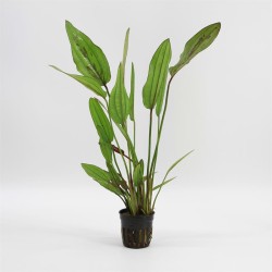 Echinodorus Red Diamond