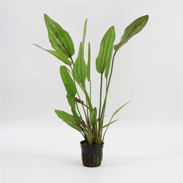 Echinodorus Red Diamond