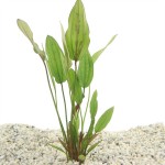 Echinodorus Red Diamond