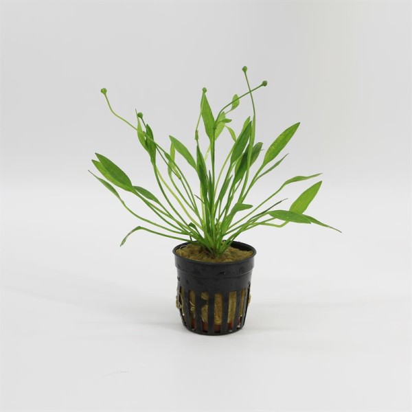 Echinodorus Tenellus