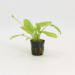 Echinodorus Cordifolius Marble