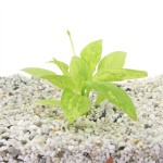 Echinodorus Cordifolius Marble