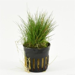 Eleocharis Acicularis