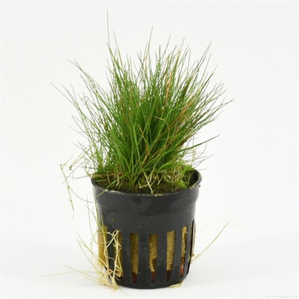 Eleocharis Acicularis