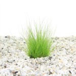 Eleocharis Acicularis