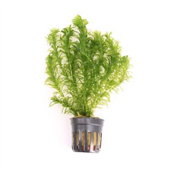 Elodea Densa