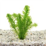 Elodea Densa