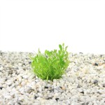 Glossostigma Elatinoides - In Vitro