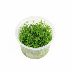 Glossostigma Elatinoides - In Vitro