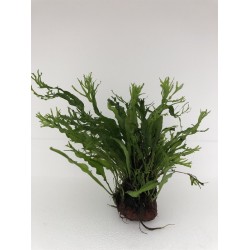 Lavasteen met Microsorum Pteropus Speciaal