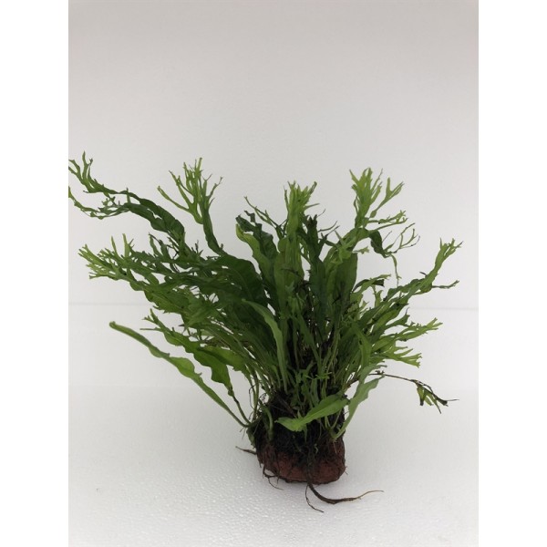 Lavasteen met Microsorum Pteropus Speciaal