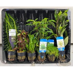 Aquariumplanten Pakket Natuurlijk