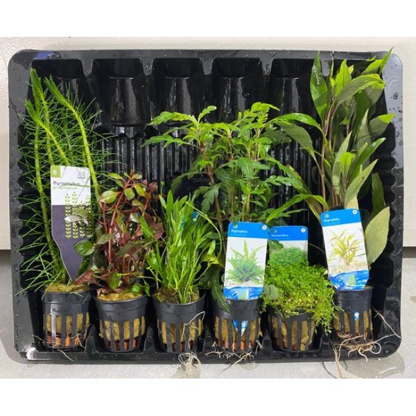 Aquariumplanten Pakket Natuurlijk