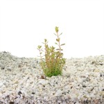 Rotala Colorata