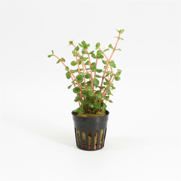 Rotala Orange Juice