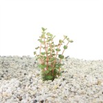 Rotala Orange Juice
