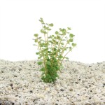 Rotala Rotundifolia