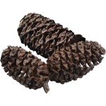 Dennerle Black Cones