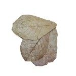 Dennerle Catappa Leaves